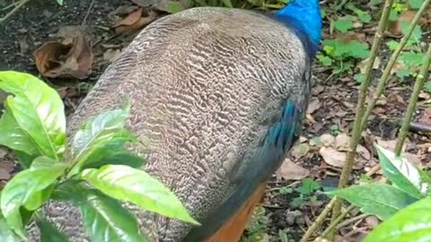 Two Peacocks Make Their Great Escape!