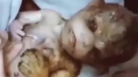 Half Animal Child