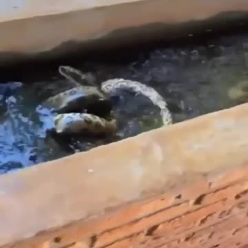 snakes entering the pipe 😂😂😂