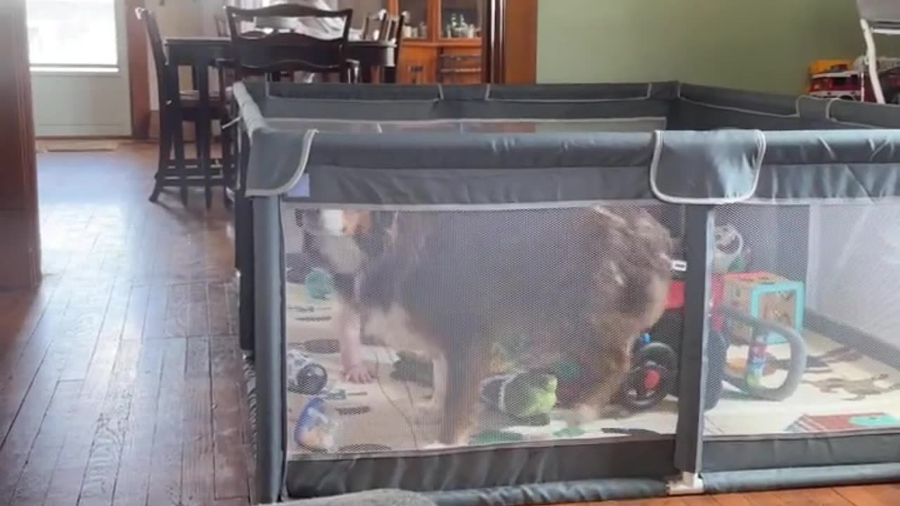 Dog Gracefully Leaves Playpen