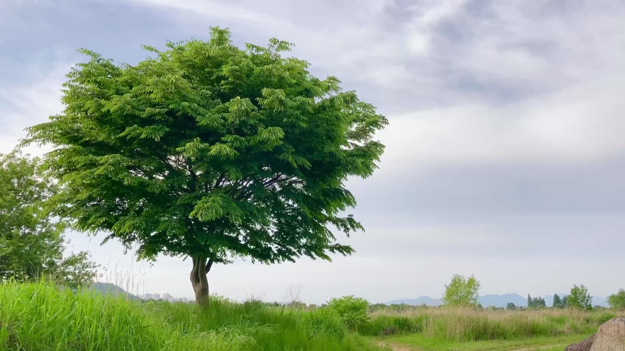 Trees on Earth of the Beautiful World 4K VIDEO ULTRA HD 60FPS 31 Different Types Wind in the Trees