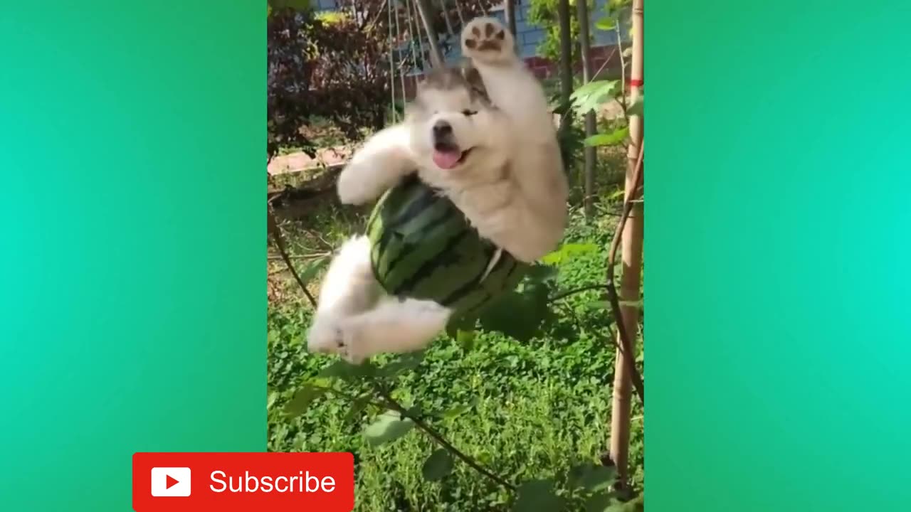 Challenge Accepted: TRY NOT TO LAUGH - Hilarious Animal Videos Compilation