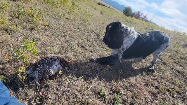 Ash's first bird