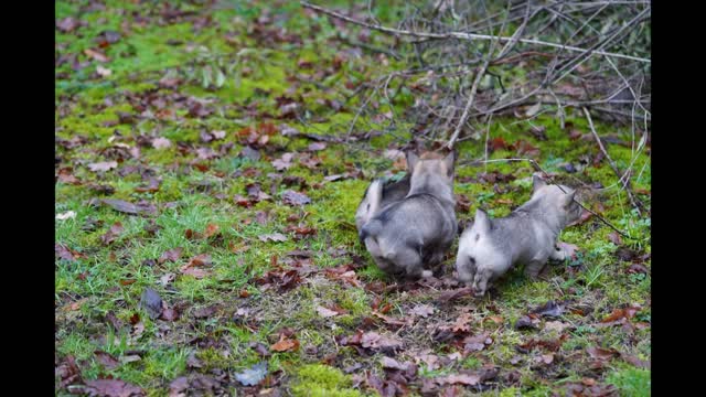 A montage of some photo's #västgötaspets #curraghskennel