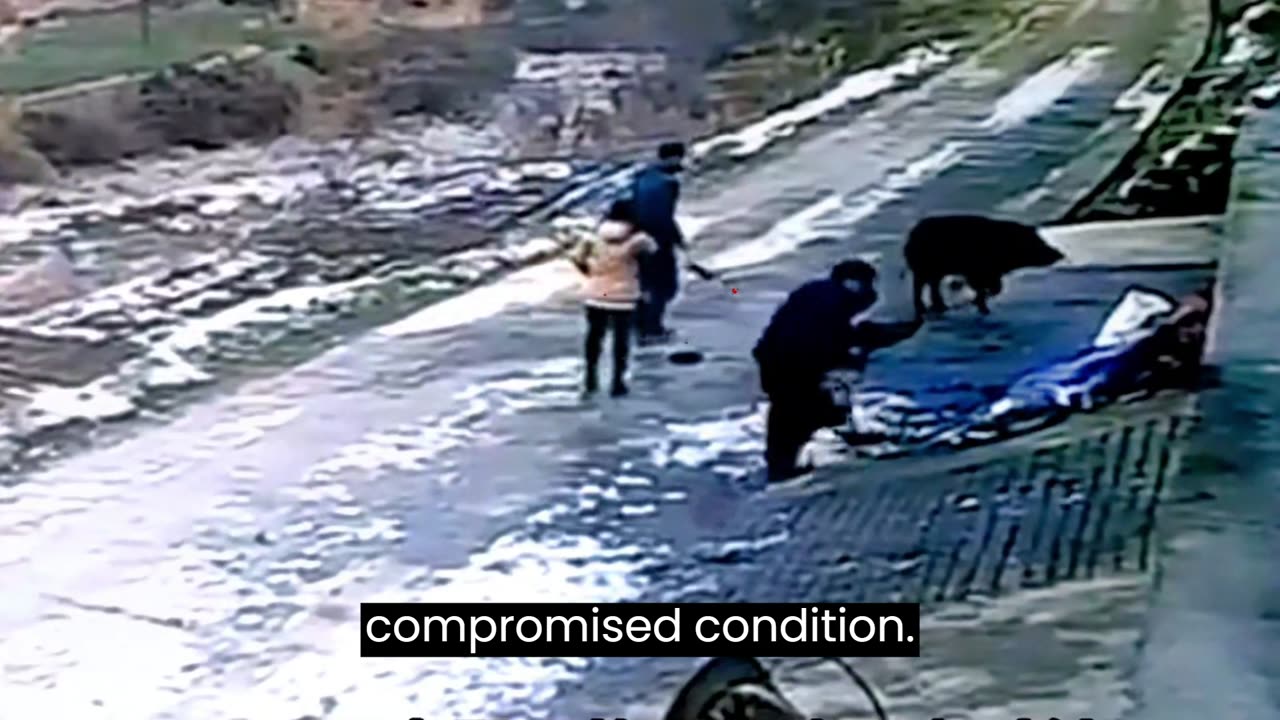 A boar attacks a man, do not look weak-hearted