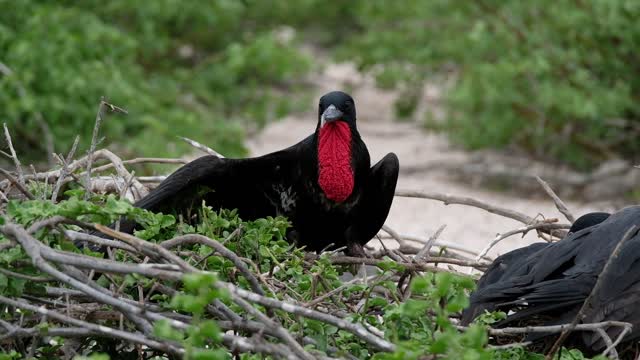 Ornithologist is a black-colored bird with a red mouth that is amazing what you will see