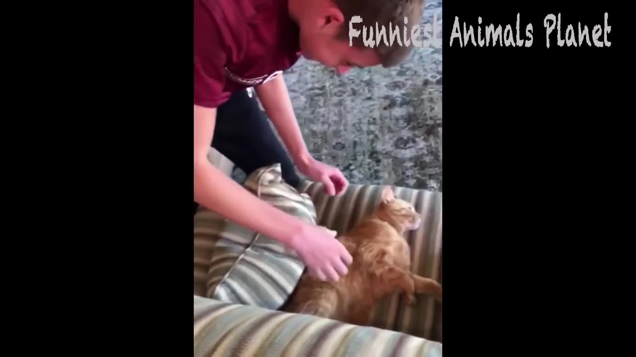 funny animal part 2