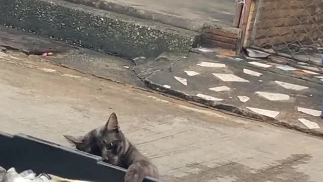 Sneaky Cat Snags a Fish