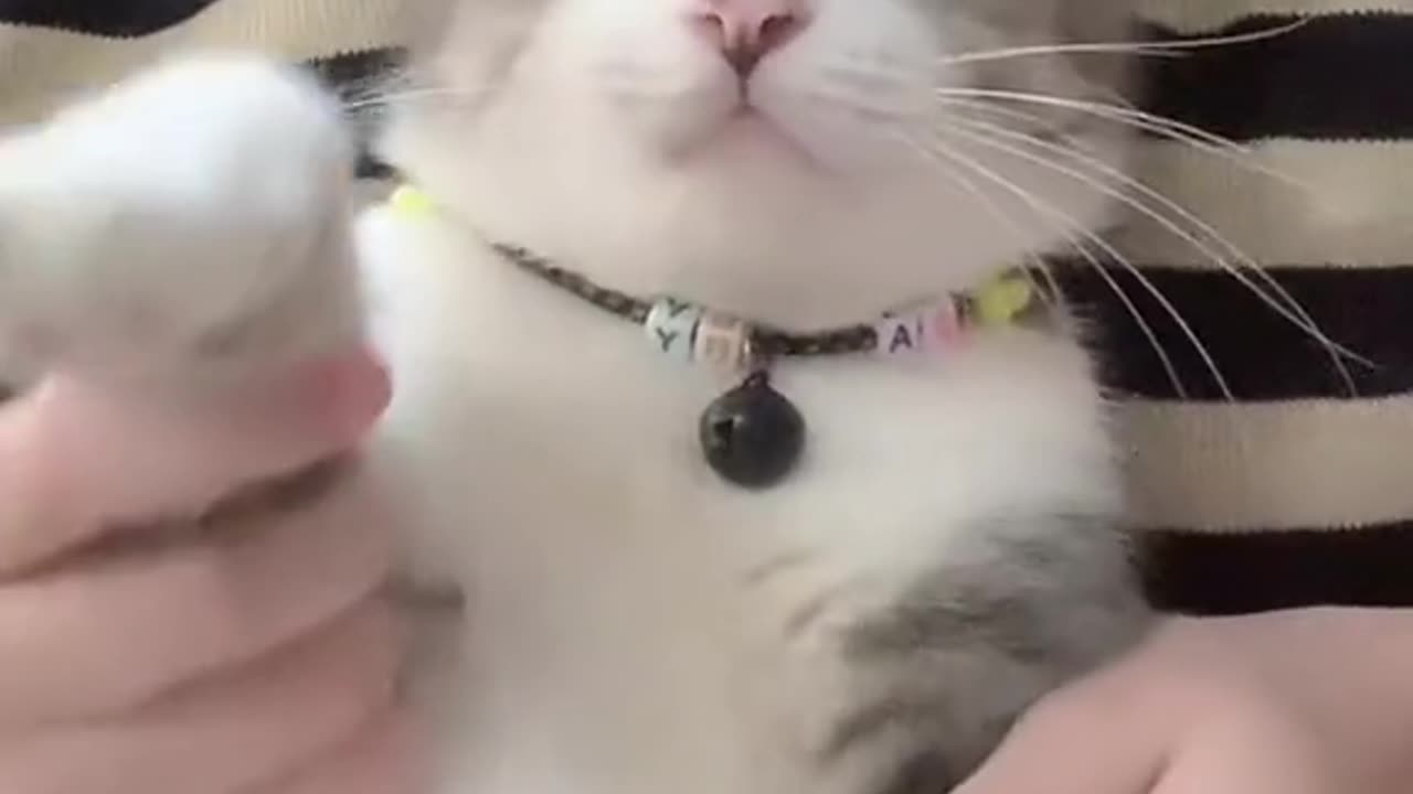 Dance cat dance