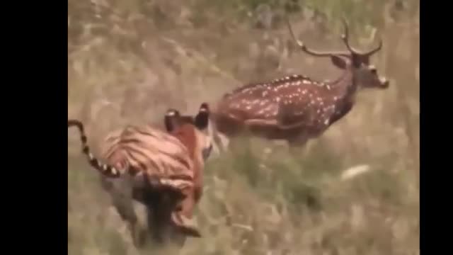 Tiger dangerous attacks