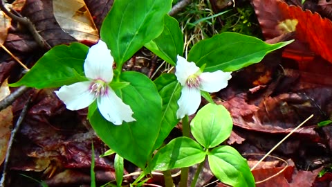 Painted Trilliums