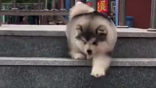 Baby dog look so cute and funny