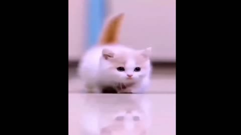 Funniest Animals 2023 😂😂 Best Cats Video