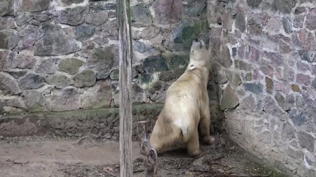 Ukrainian zoo staff refuse to abandon animals