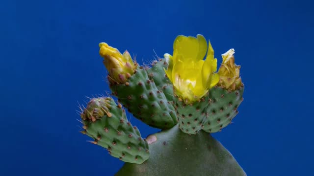 Cactuses Blossom growth