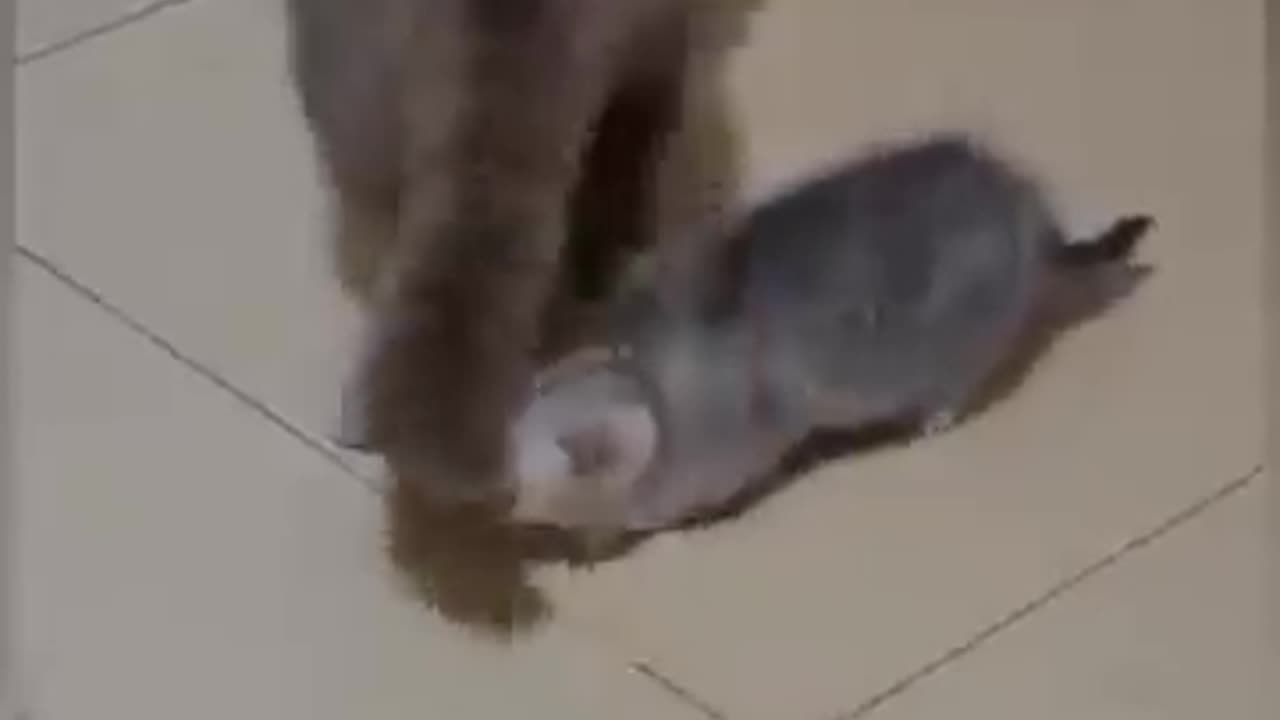 Funny animals video