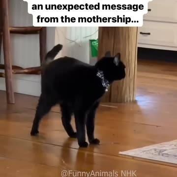 Funny cat and dogs 😂😂