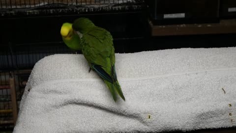 Quaker Parrot "Toby Angel" 02