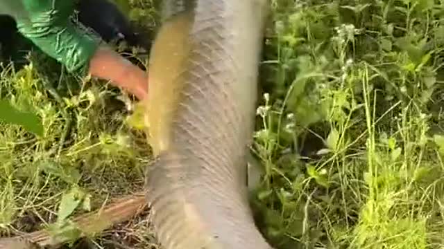 giant snake fish