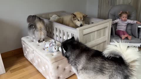 Adorable Baby Girls Puts Her Dog To Bed Even Reads Him A Story!