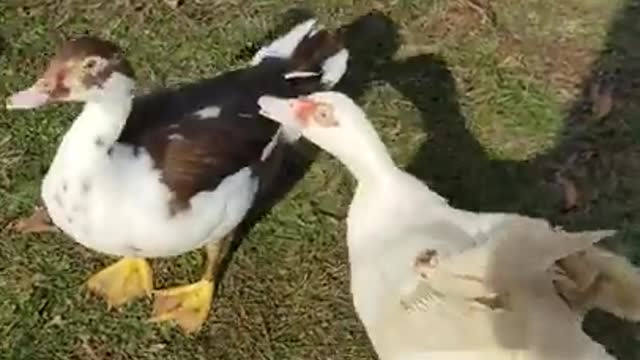 Amanda Grace Talks..Snow Day At The Sanctuary!!