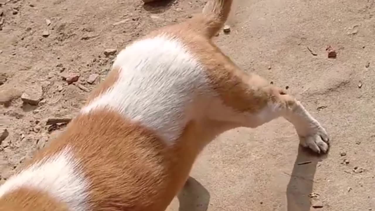 Dogs lover on the road amazing moments.