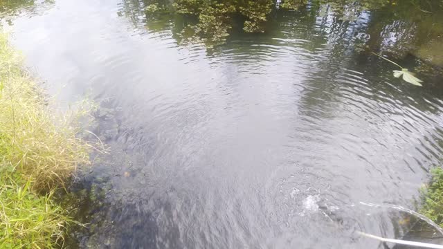 Fish pond behind the house