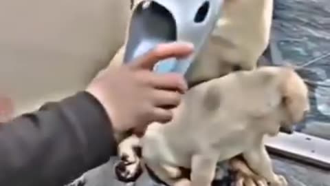 Cutest Videos ever motherdog protect the babydog from ower