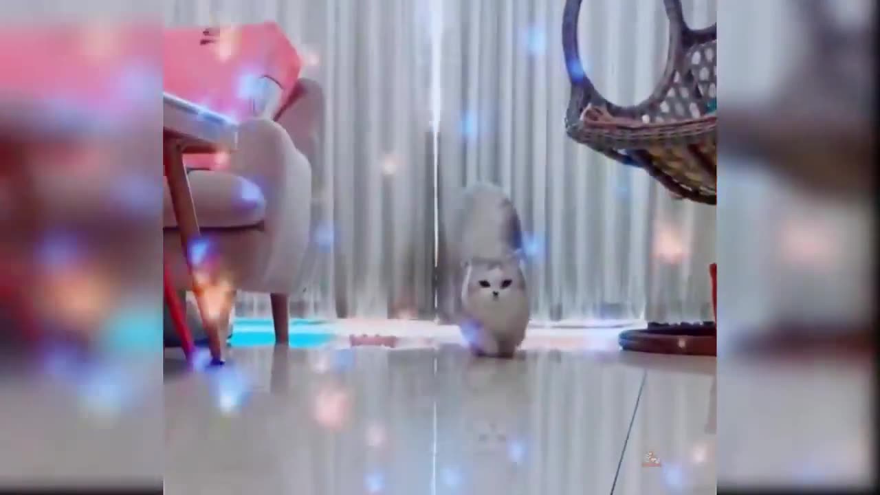 Tiny Paws and Big Adventures: Kitten Shenanigans