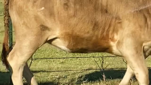 Trying to dart a calf with a bad eye. Sometimes it’s just not meant to be