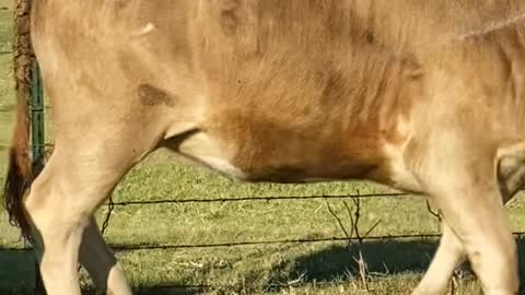 Trying to dart a calf with a bad eye. Sometimes it’s just not meant to be