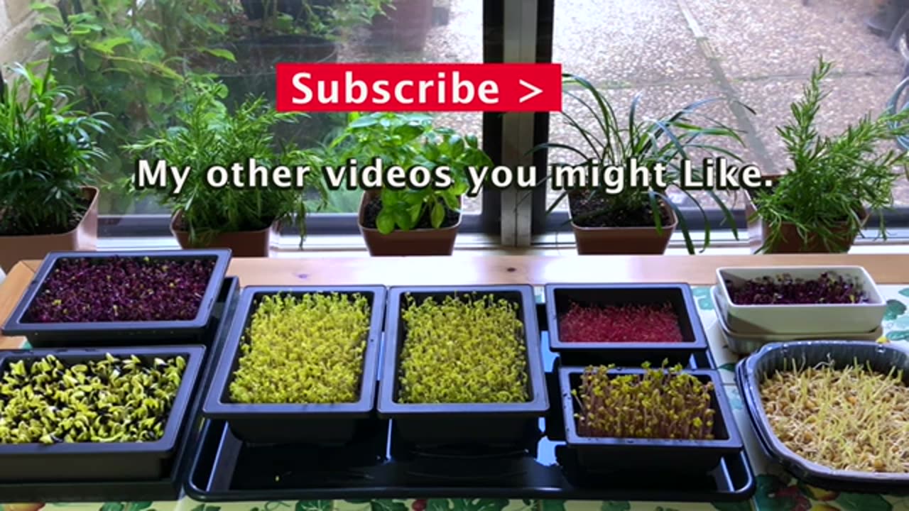 How_to_Grow_Sesame_Sprouts_&_Sesame_Microgreens_-_No_Drain_Tray_Method