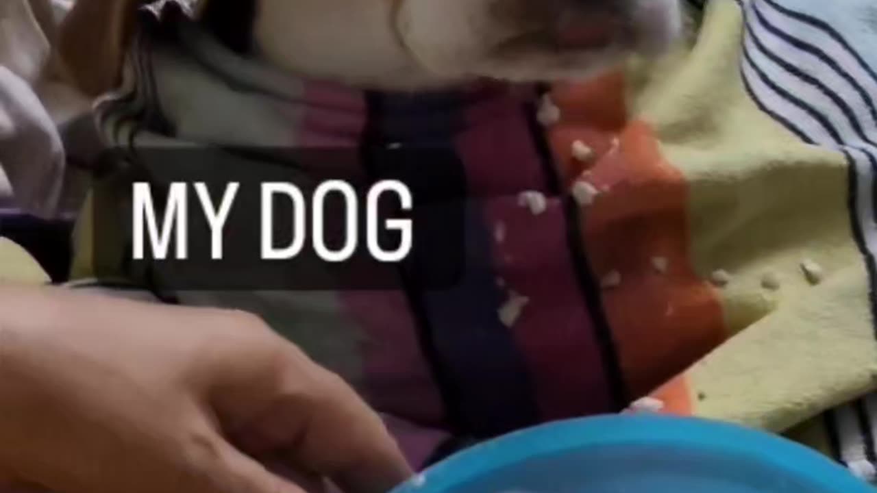 My Dog