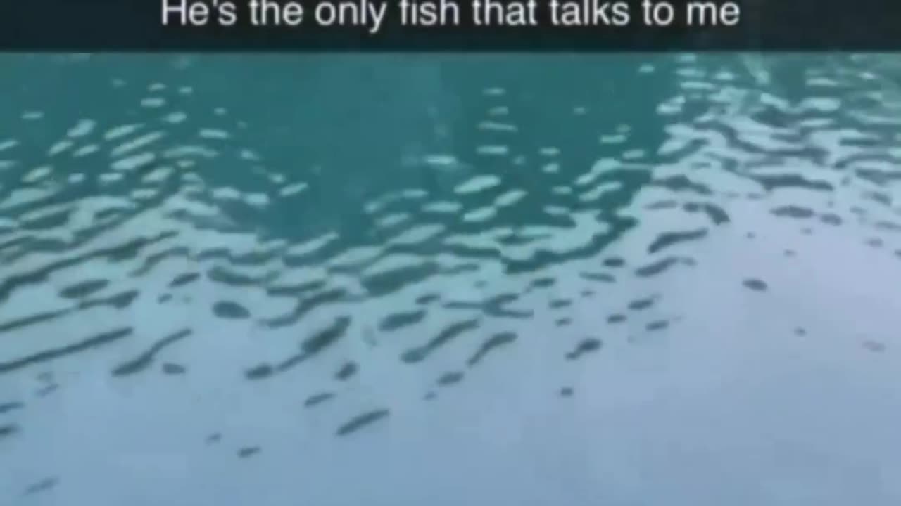 Fun Video