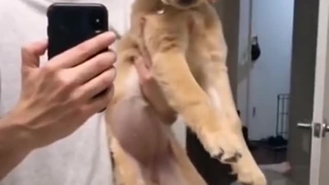 Watch this Puppy Grow! Cutest Goldens