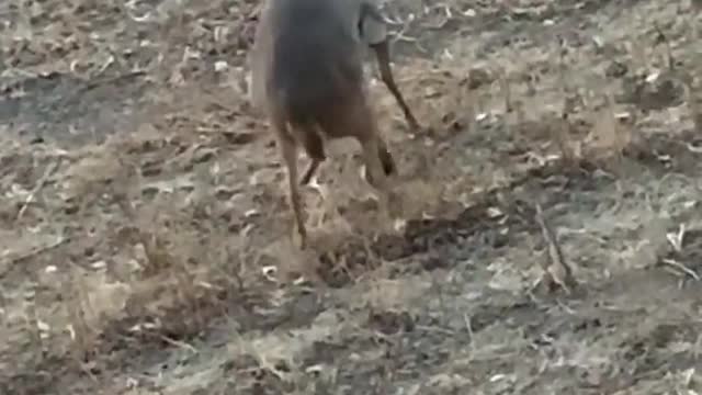 Must see hunting video