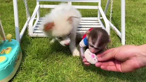 Latest funny 2023 Baby Monkey Chu Chu plays with claw Machine and eat watermelon