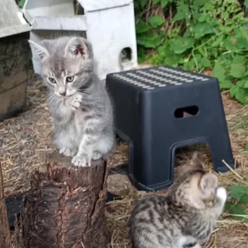 Lick Lick Smack Smack Lick Lick Grab! Kittens!