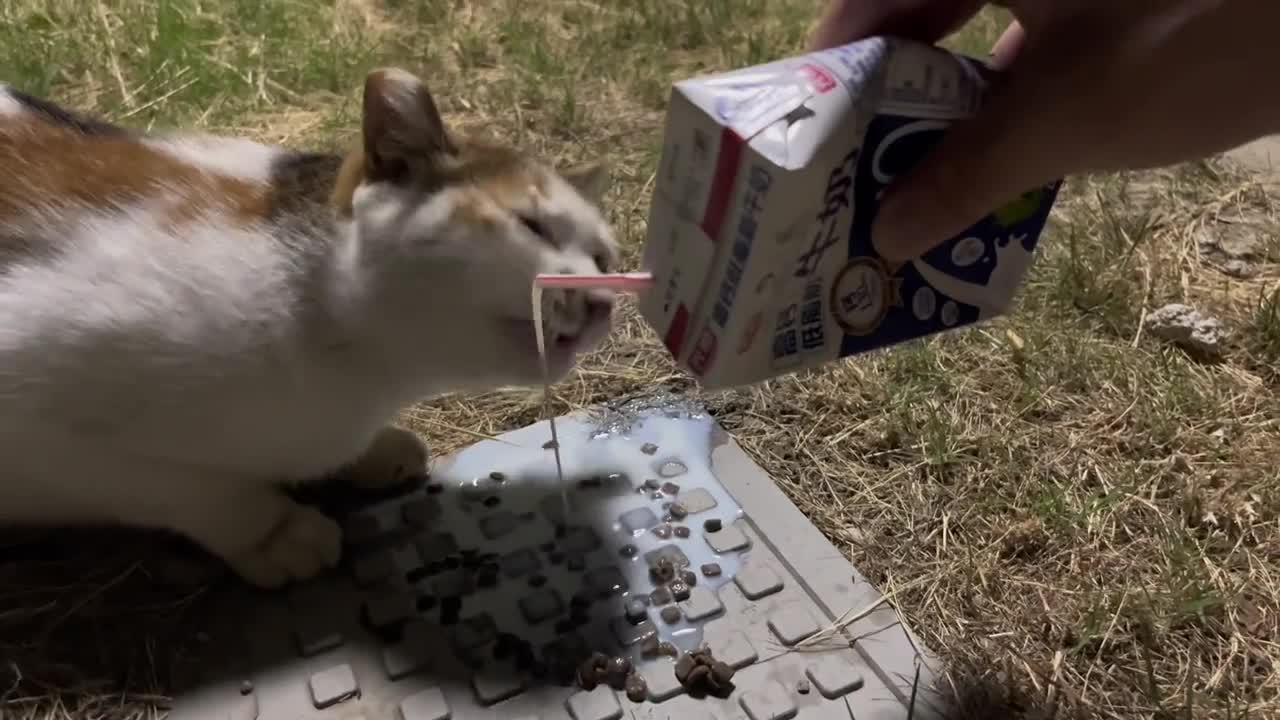Give milk to the stray cat