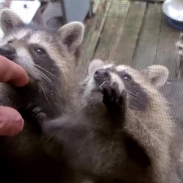 08-03-23 Determined Baby Raccoons | The Lads Camp Vlog-007 | #shorts