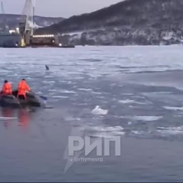 "Don't be sad, soon your girlfriend will be removed from the ice!"