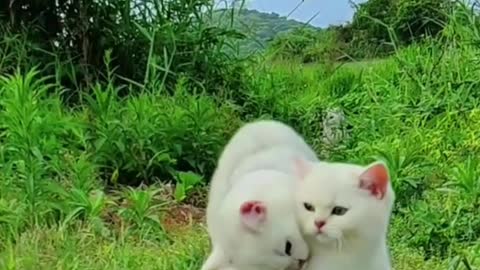 Sweet friendship of white cats