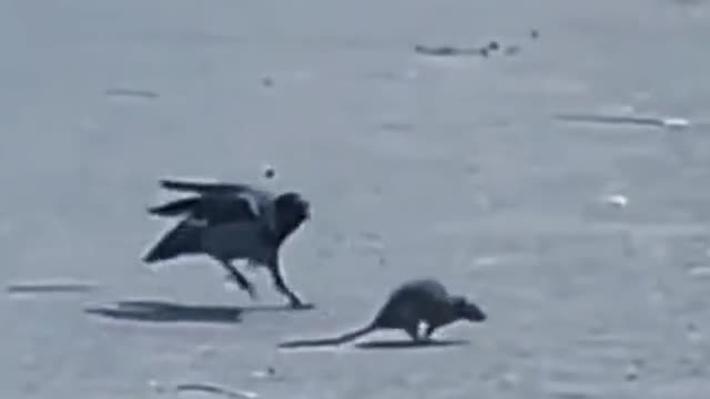 funny crow