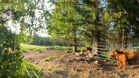 Scottish Highland Cattle In Finland Evening cows timelapse