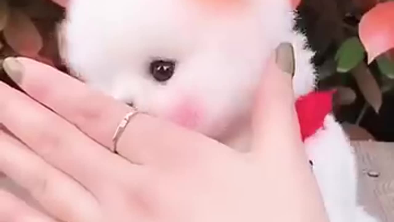 Cute and funny pomeranian