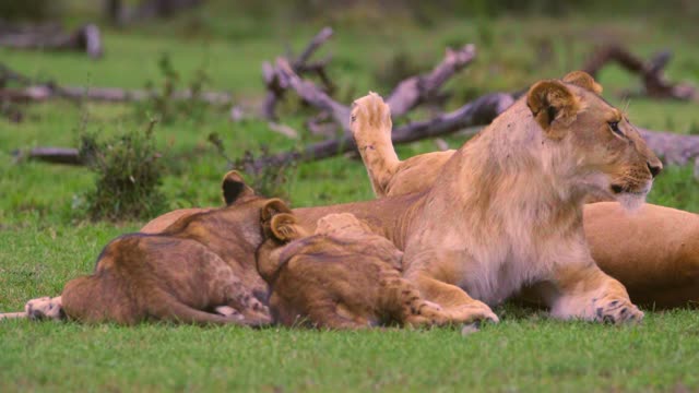 Lion Cubs Feeding From Mother