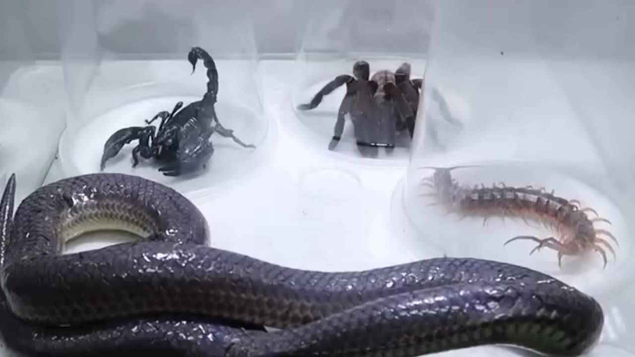 SCORPIO vs TARANTULA vs CENTIPEDE vs SNAKE part 2