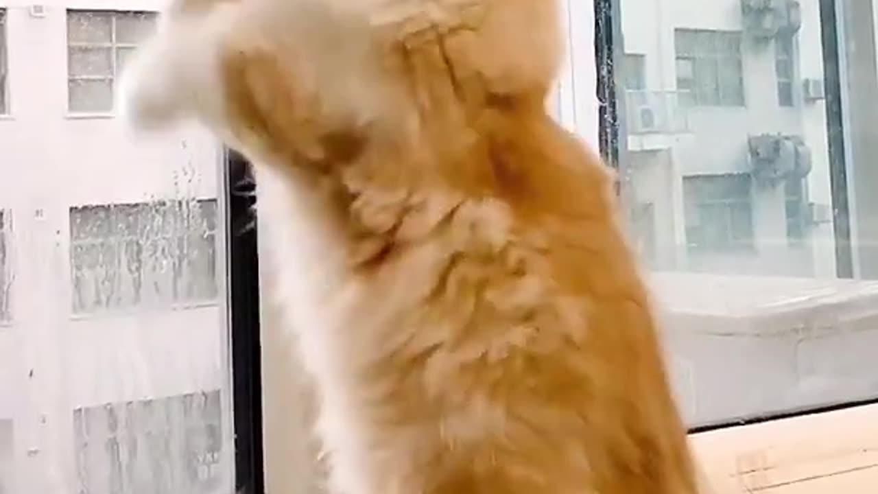 Funniest Cats 😹- Best Of The 2022 Funny Cat Videos 😂- Funny Cats HD