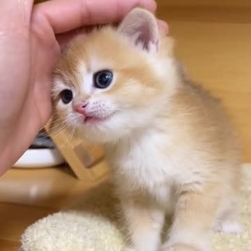 Kitty 🐾🐾🐾🐈🐈🐈 funny