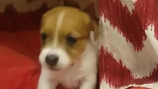 Adorable rutina para dormir de un cachorro de Jack Russell